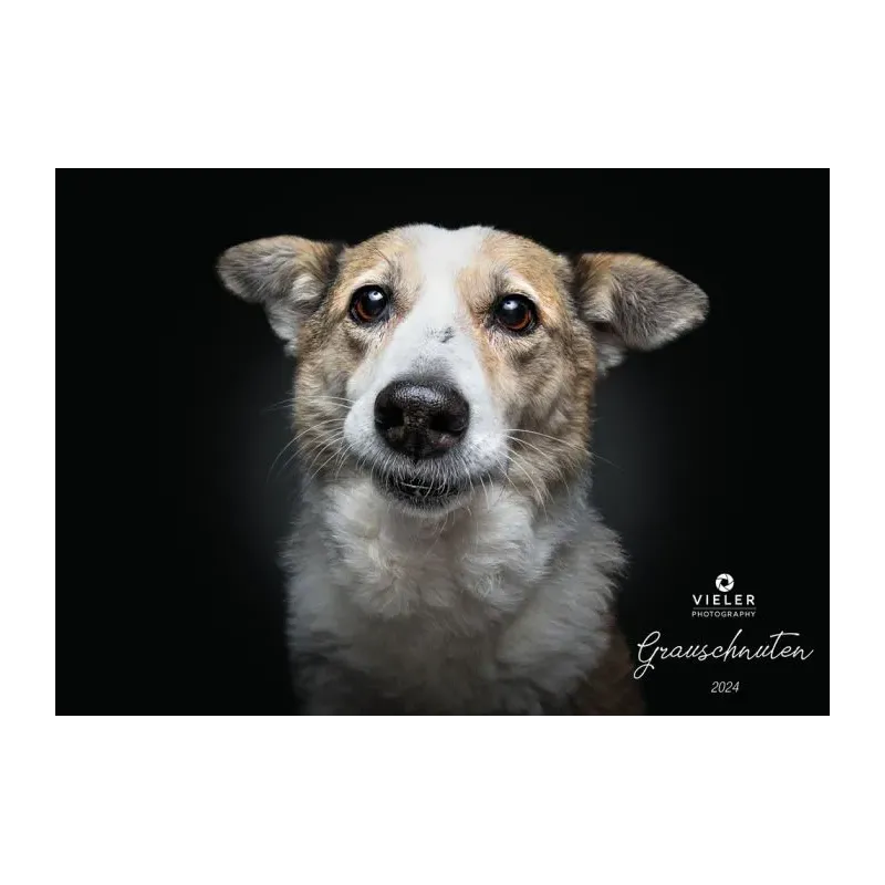 Wall calendar - Senior Dogs 2024