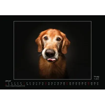 Wall calendar - Senior Dogs 2024