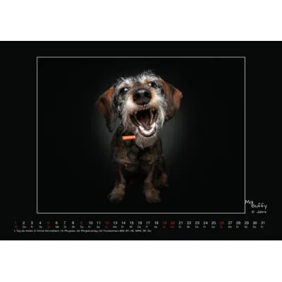 Wall calendar - Senior Dogs 2024