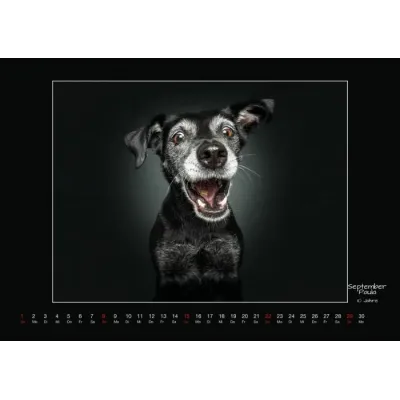 Wall calendar - Senior Dogs 2024