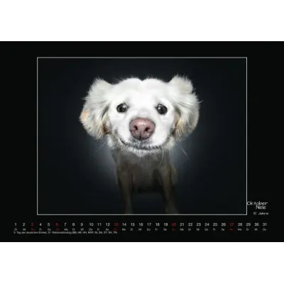 Wall calendar - Senior Dogs 2024