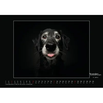 Wall calendar - Senior Dogs 2024