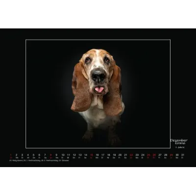 Wall calendar - Senior Dogs 2024