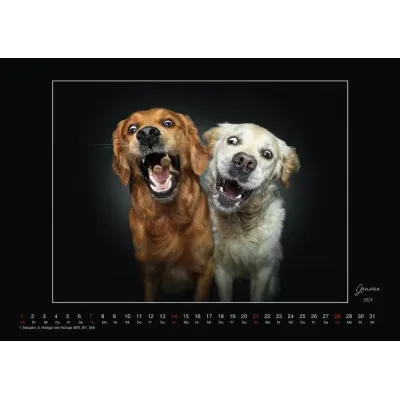 Wall Calendar - Dogs Catching Treats 2024