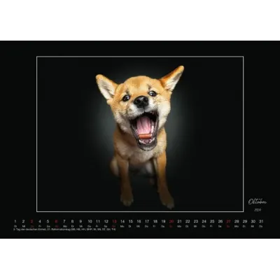 Wall Calendar - Dogs Catching Treats 2024