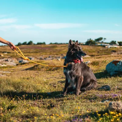 Laisse lassos  pour chiens - Ty Bleiz